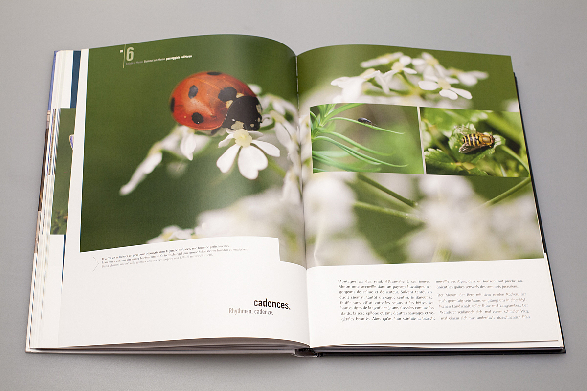Page du livre ou l'on peut voir une coccinelle sur une fleur.